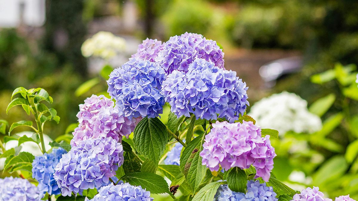 Названо лучшее место для гортензии Названо лучшее место для гортензии