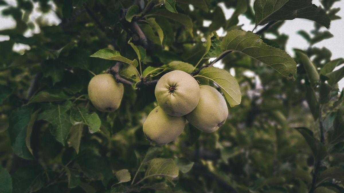 Корисне добриво для яблук та груш Корисне добриво для яблук та груш